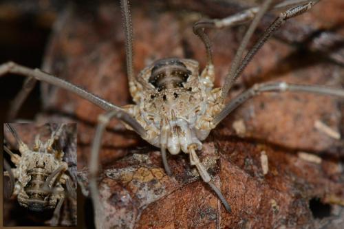Phalangium opilio