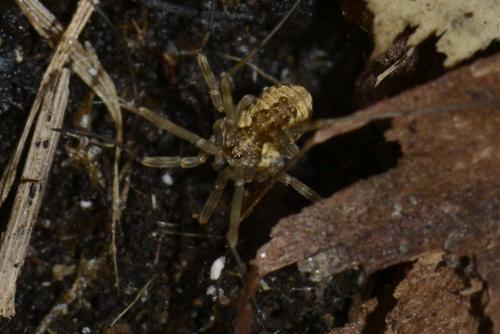 Mitopus morio
