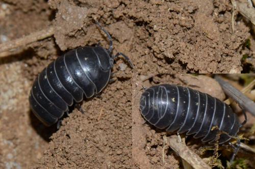 Armadillidium vulgare