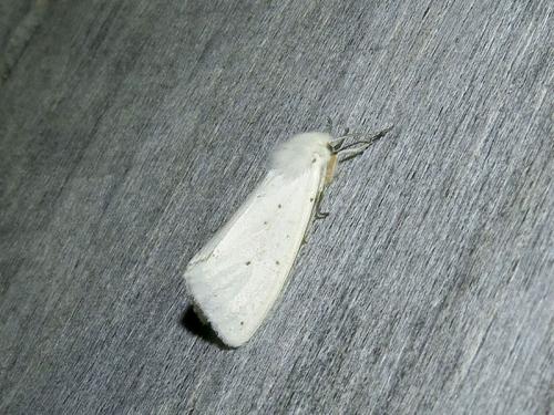 Réf. 119 952 : Spilosoma urticae