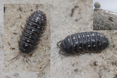 Armadillidium sp.