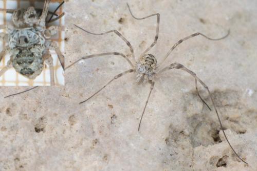 Mitopus glacialis