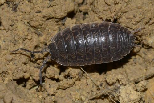 Réf. 119 477 : Porcellio laevis