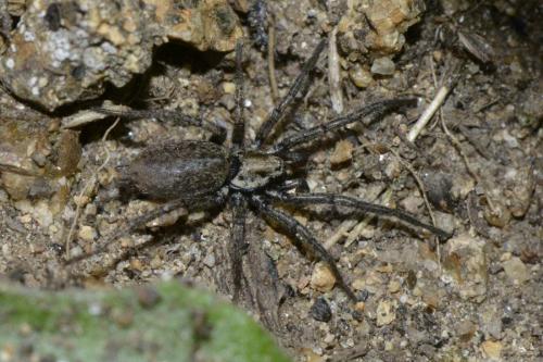 Nomisia exornata