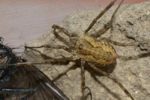 Réf. 119 650 : Mitopus morio