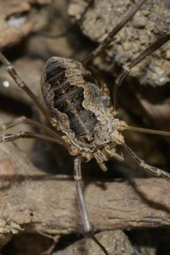 Réf. 119 649 : Phalangium opilio