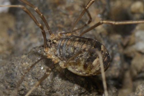 Nelima doriae