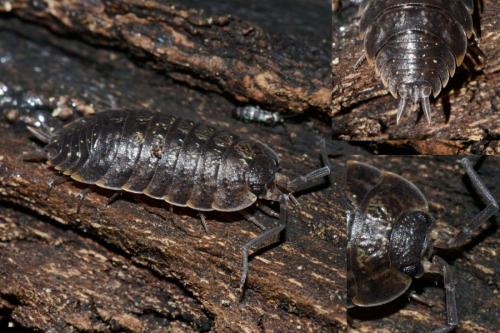 Porcellio monticola
