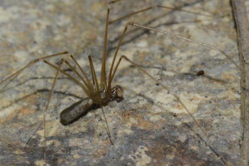 Réf. 119 854 : Pholcus phalangioides