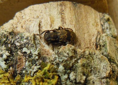 Réf. 119 057 : Parmena unifasciata
