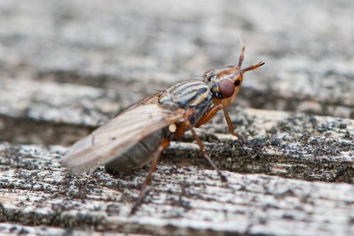 Dorycera graminum