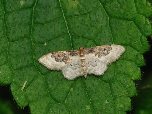 Réf. 119 645 : Idaea rusticata