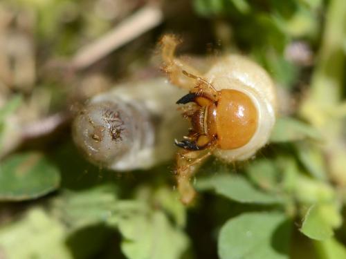 Réf. 119 827 : Rhizotrogus marginipes