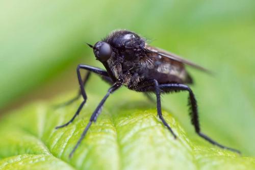Empis ciliata