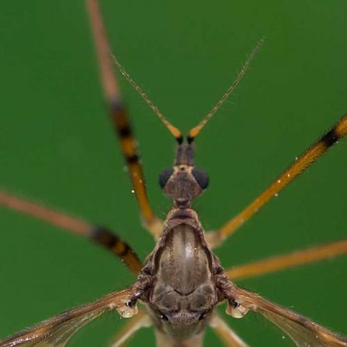 Epiphragma ocellare
