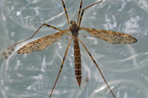 Epiphragma ocellare