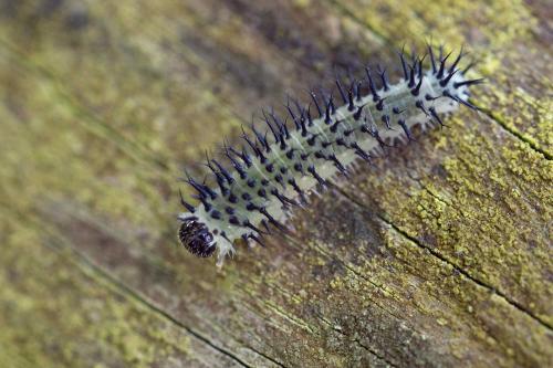 Periclista pubescens