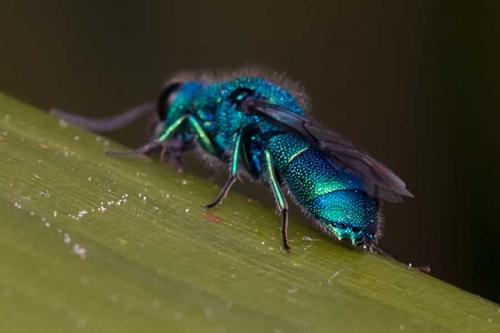 Chrysis indigotea
