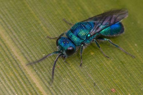Chrysis indigotea