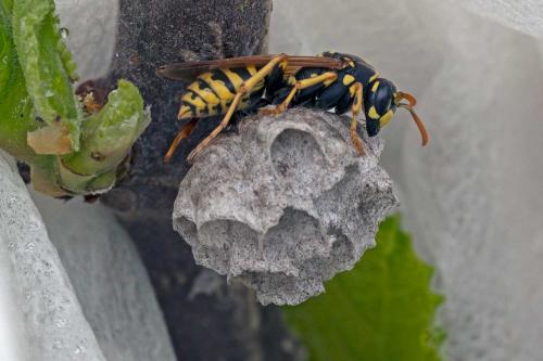 Polistes dominula