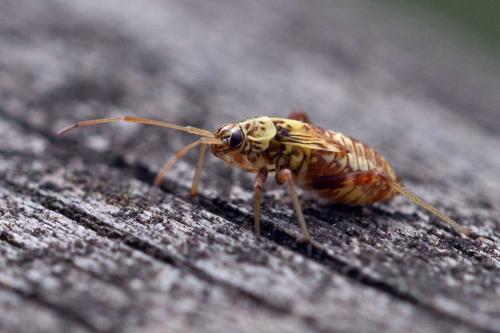 Rhabdomiris striatellus