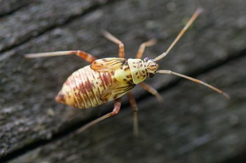 Rhabdomiris striatellus