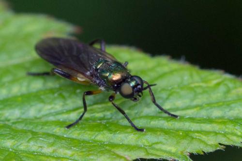 Actina chalybea
