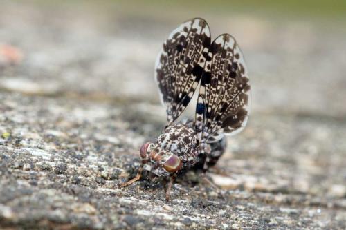 Callopistromyia annulipes