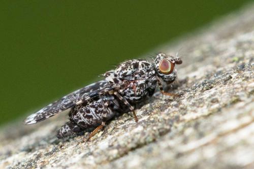 Callopistromyia annulipes