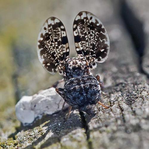 Callopistromyia annulipes