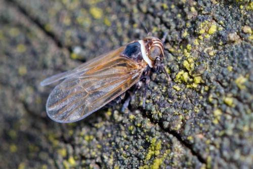 Criomorphus albomarginatus