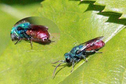 Chrysis (ignita)