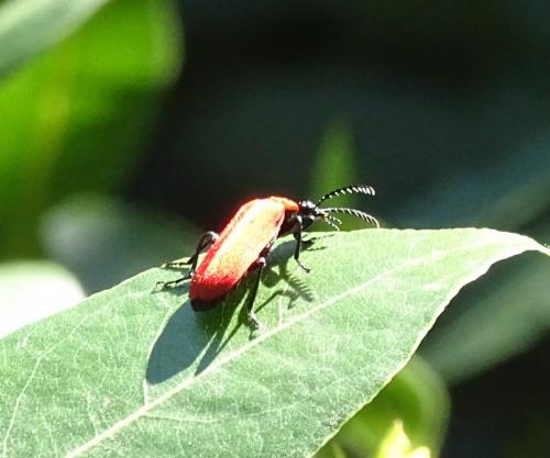 Réf. 119 755 : Pyrochroa coccinea