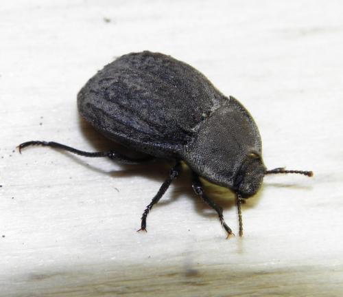 Asida sabulosa