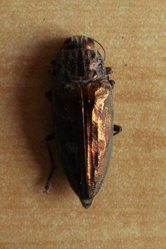 Chalcophora massiliensis