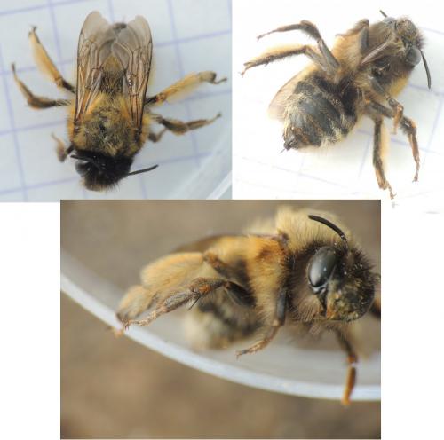 Anthophora sp.