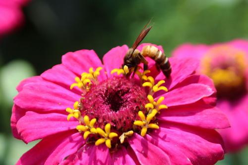 Réf. 119 605 : Apis dorsata