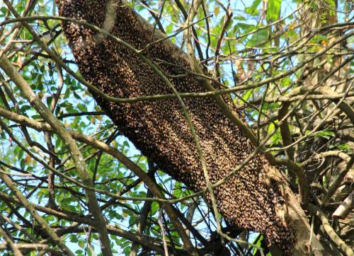 Réf. 119 606 : Apis dorsata