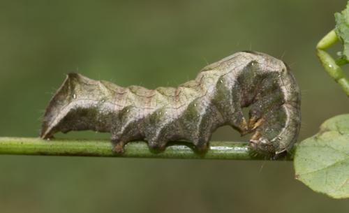 Abrostola triplasia
