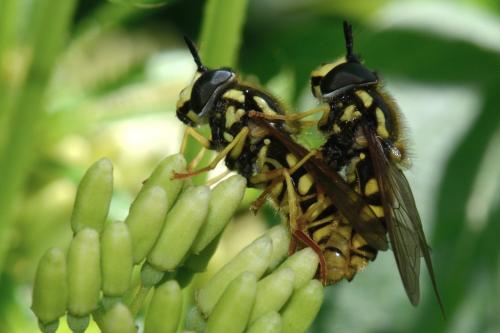 Réf. 119 689 : Chrysotoxum cautum