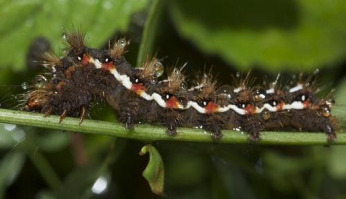 Acronicta rumicis