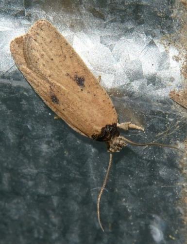 Agonopterix subpropinquella rhodochrella