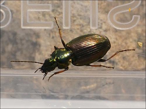 Réf. 119 526 : Agonum muelleri