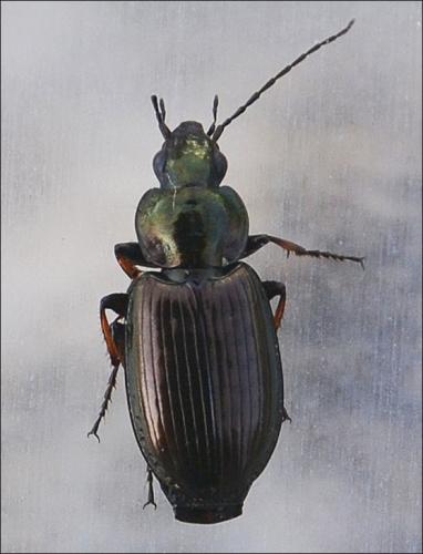 Réf. 119 527 : Agonum muelleri