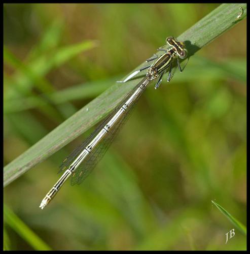 Platycnemis pennipes