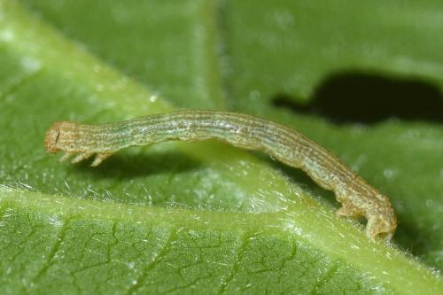 Réf. 119 657 : Agriopis sp.