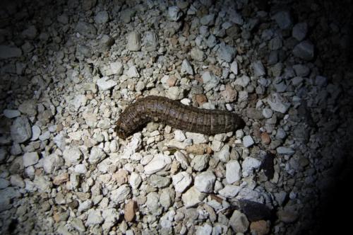 Agrotis sp.