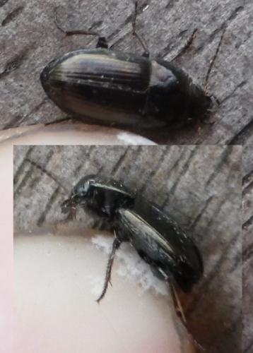 Amara sp.