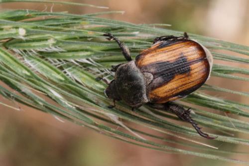 Anisoplia sp.