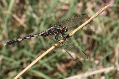 Orthetrum sabina